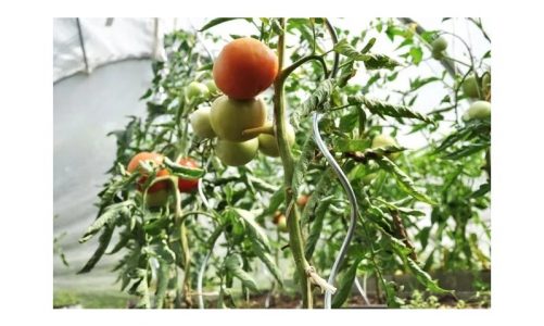 Dlaczego warto zainwestować w spiralne podpory do pomidorów 170 cm?